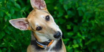 Por que os cães inclinam a cabeça quando ouvem a voz do dono