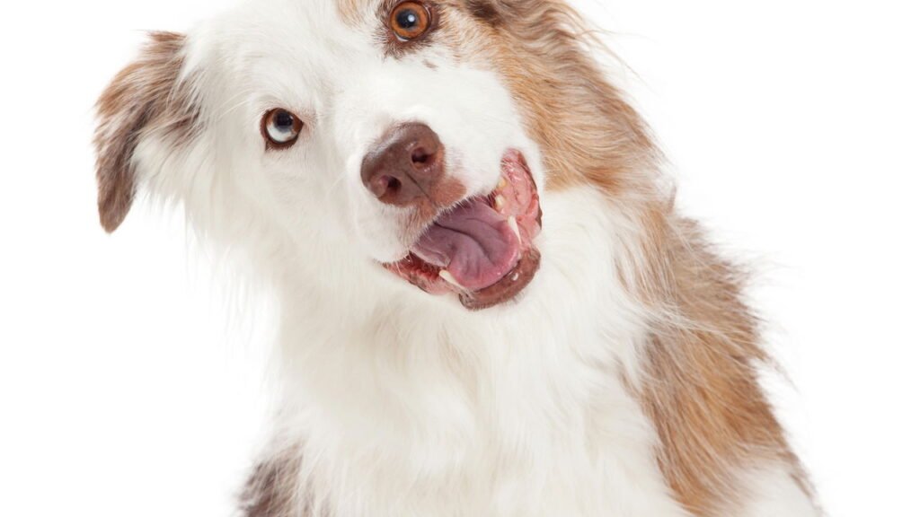 Por que os cães inclinam a cabeça quando ouvem a voz do dono