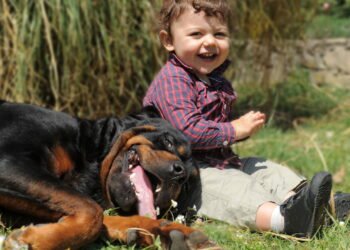 Esses cães protetores estão conquistando cada vez mais lares com crianças