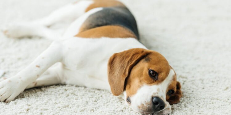 Os principais sinais de dor silenciosa em cães que você deve saber