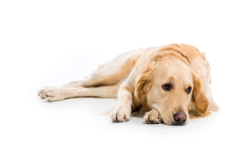 Os principais sinais de dor silenciosa em cães que você deve saber