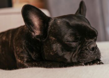Seu cachorro sempre dorme no mesmo lugar