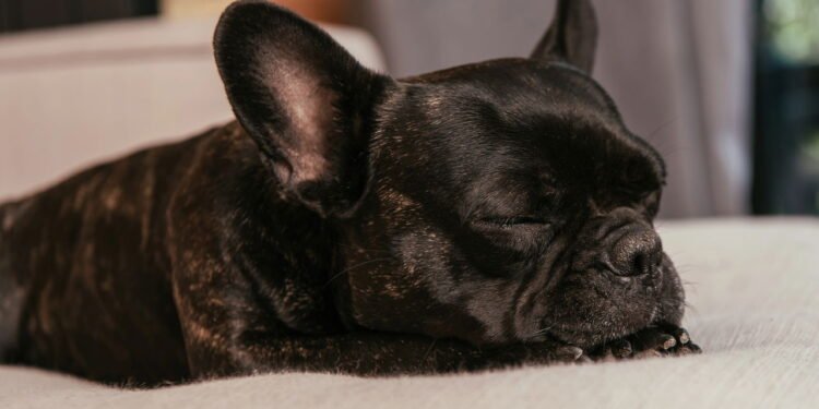 Seu cachorro sempre dorme no mesmo lugar