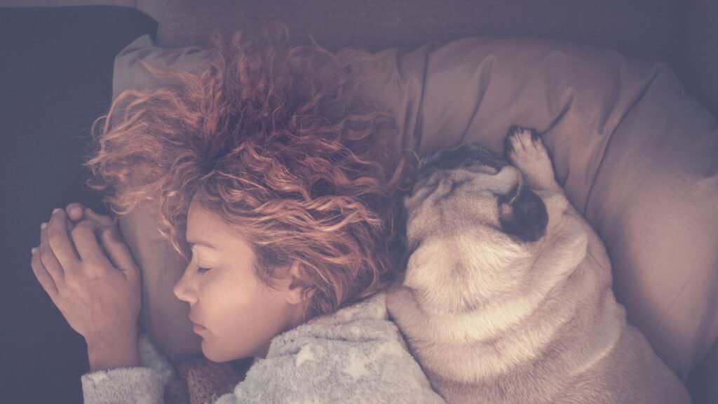 Seu cachorro sempre dorme no mesmo lugar