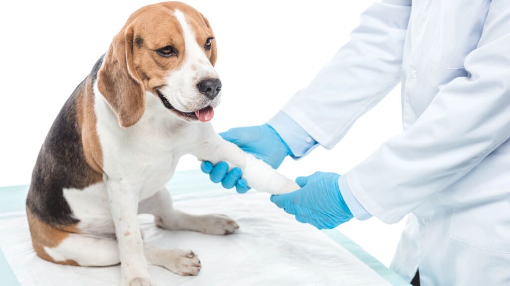 Prevenção de intoxicações alimentares graves em cães - Créditos: depositphotos.com / Y-Boychenko