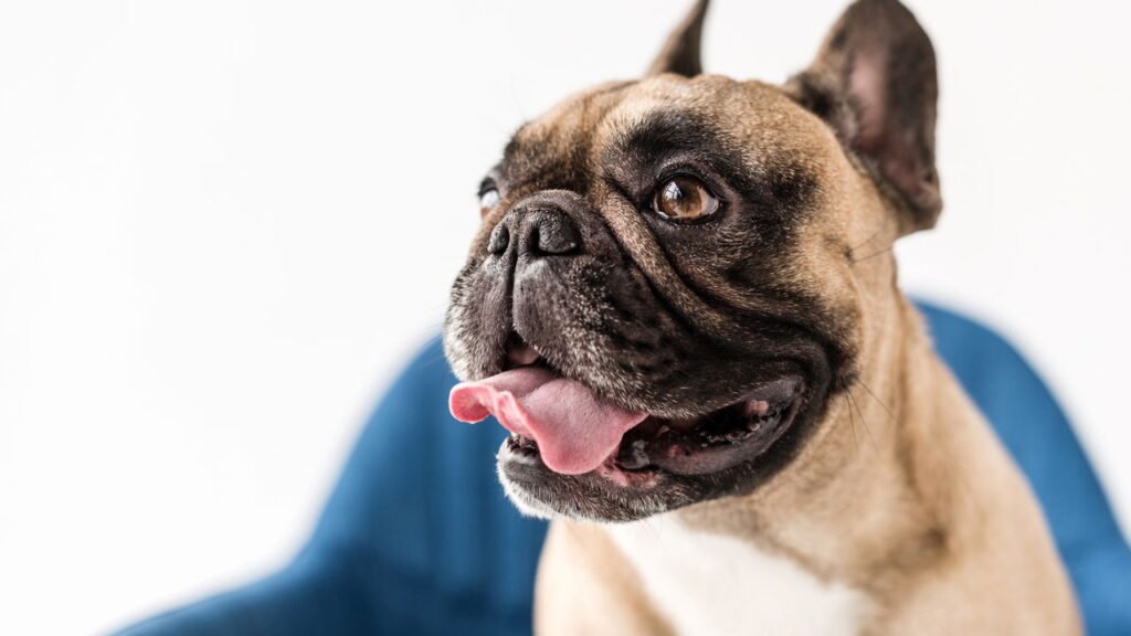 Como identificar se há algo errado com seu cão pelo focinho