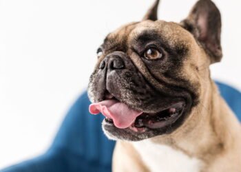 Como identificar se há algo errado com seu cão pelo focinho