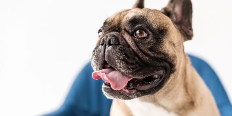 Como identificar se há algo errado com seu cão pelo focinho