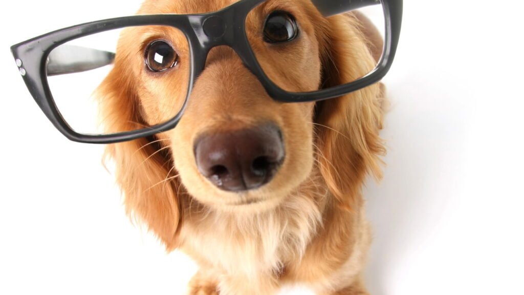 Cães considerados “comuns” mas que aprendem comandos facilmente