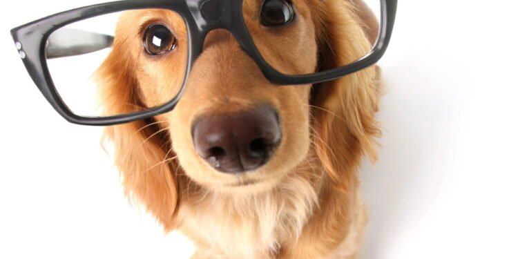 Cães considerados “comuns” mas que aprendem comandos facilmente