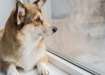 O comportamento que revela que seu cachorro precisa de companhia