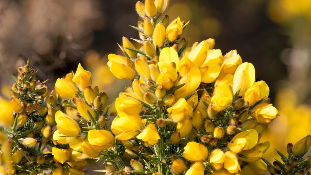 As ervas mais completas para desintoxicar e restaurar seu organismo