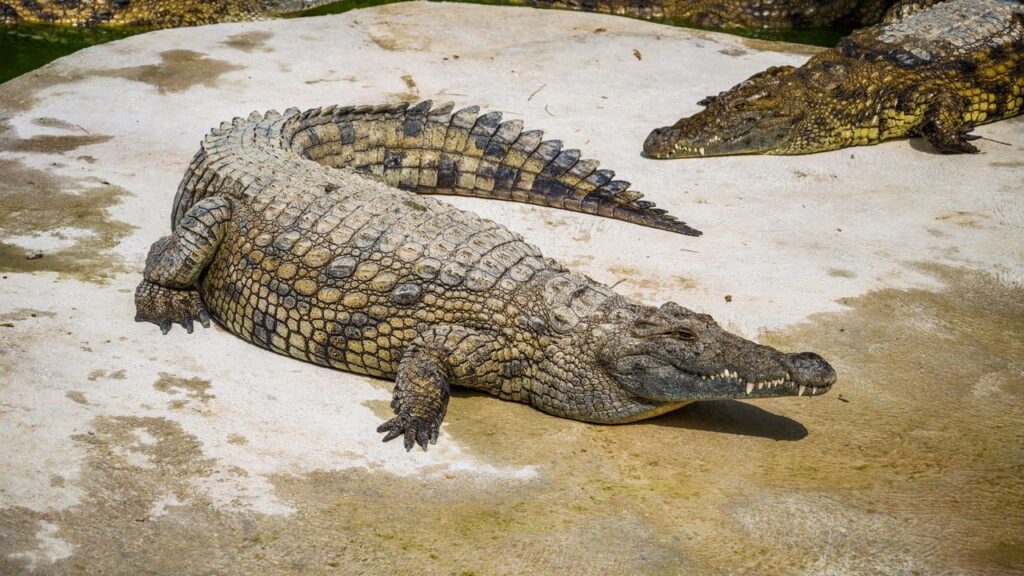 Esses animais viveram com os dinossauros e existem até hoje