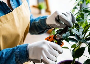 O que posso fazer com as plantas do meu jardim no mês de setembro?