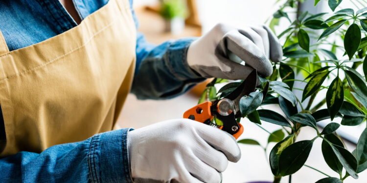 O que posso fazer com as plantas do meu jardim no mês de setembro?