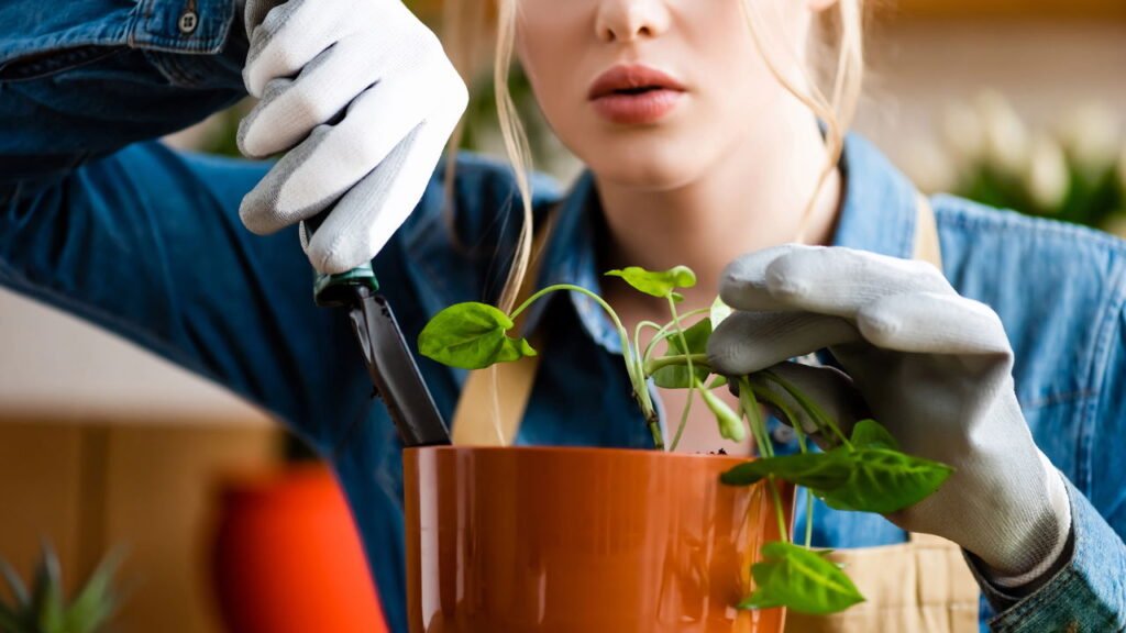 O que posso fazer com as plantas do meu jardim no mês de setembro?