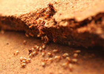 Como proteger seus móveis de madeira contra cupins de forma eficaz