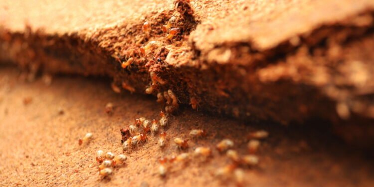 Como proteger seus móveis de madeira contra cupins de forma eficaz