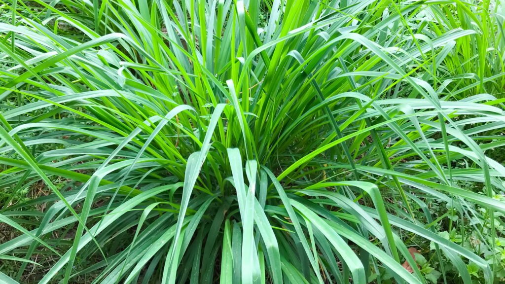 A planta mais cheirosa e funcional que todo mundo deveria ter em casa