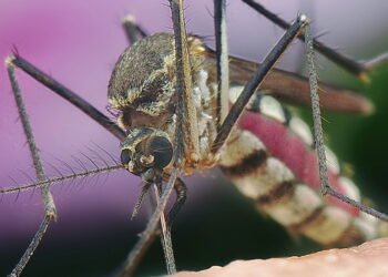 Os remédios proibidos no tratamento da dengue