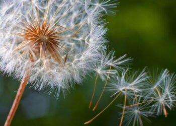Essa planta elimina toxinas e reduz inchaços