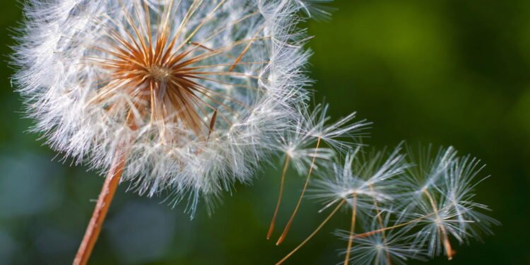 Dente-de-leão - Créditos: depositphotos.com / Hriana