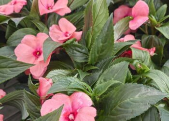 A planta que virou xodó dos jardins brasileiros e como cuidar dela