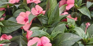 A planta que virou xodó dos jardins brasileiros e como cuidar dela