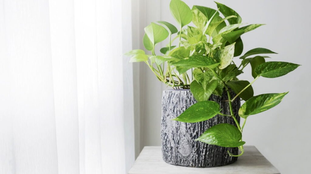 O segredo para cuidar da jiboia e conseguir folhas grandes e cheias de vida