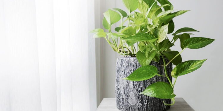 O segredo para cuidar da jiboia e conseguir folhas grandes e cheias de vida