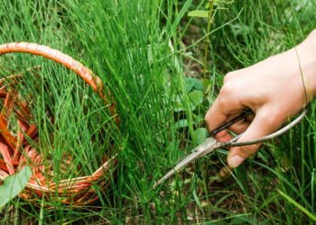 Essa planta é perfeita para o sistema urinário e a saúde dos rins