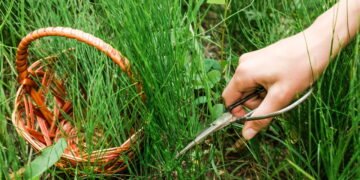 Essa planta é perfeita para o sistema urinário e a saúde dos rins