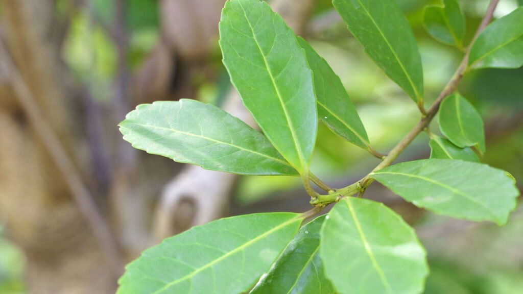 Plantas nativas que atraem pássaros e borboletas para o jardim