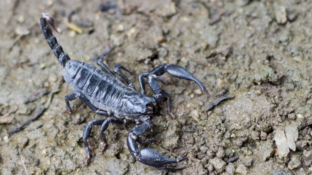 A estratégia simples que está afastando escorpiões de casas brasileiras