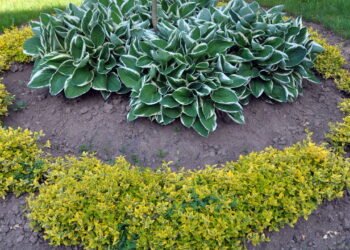 7 plantas invasoras que você nunca deve cultivar em casa