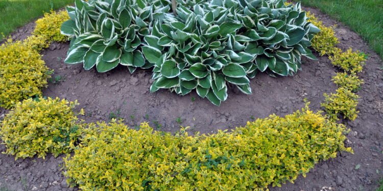 7 plantas invasoras que você nunca deve cultivar em casa