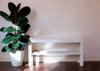 Plantas que trazem aconchego e melhoram sua qualidade de vida