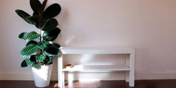 Plantas que trazem aconchego e melhoram sua qualidade de vida