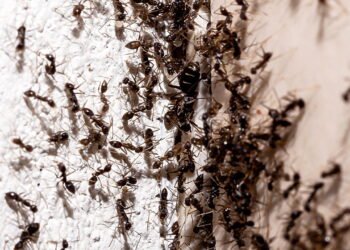 O erro comum que está atraindo milhares de formigas para dentro de casa