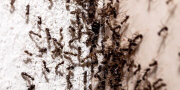 O erro comum que está atraindo milhares de formigas para dentro de casa
