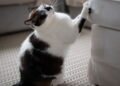 Por que os gatos arranham móveis e como resolver de forma simples