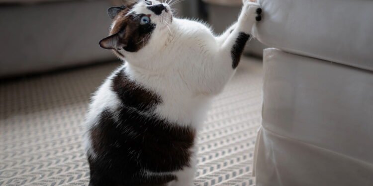 Por que os gatos arranham móveis e como resolver de forma simples