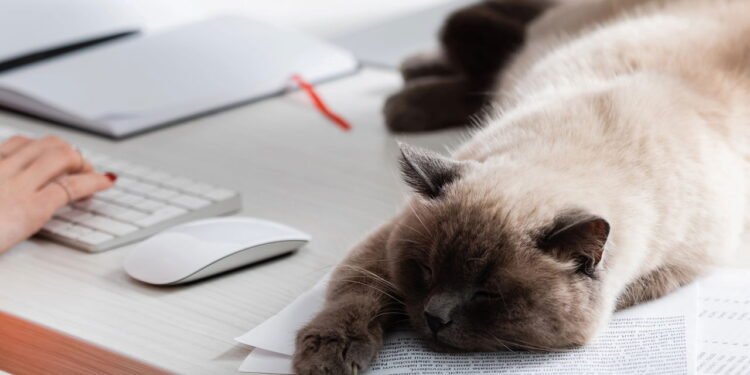 O que significa quando o gato insiste em dormir no mesmo lugar todo dia