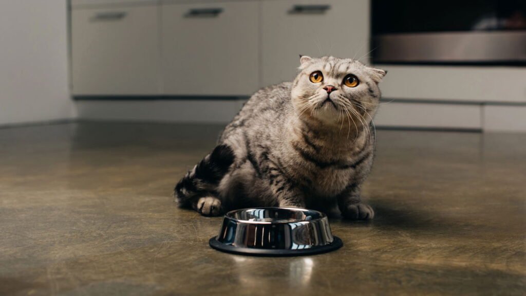 Seu gato está tentando falar com você e talvez você nem perceba