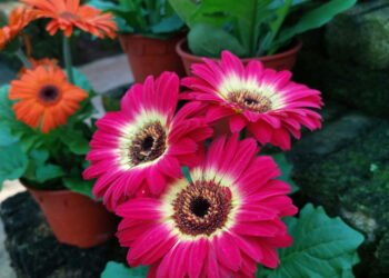 As flores que estão em alta para presentear na primavera de 2025