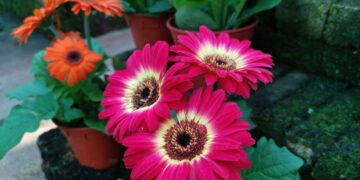 As flores que estão em alta para presentear na primavera de 2025