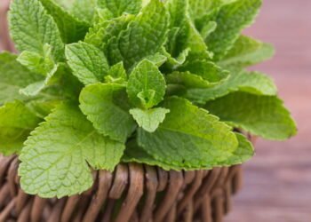 Troquei produtos químicos por hortelã e minha casa ficou livre de baratas