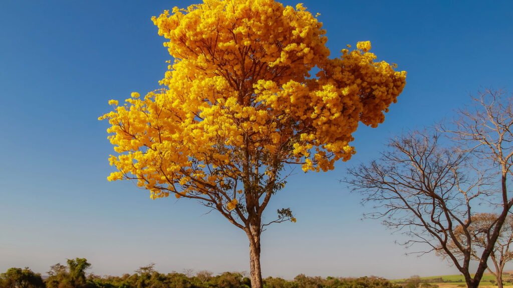 Plantas nativas que atraem pássaros e borboletas para o jardim
