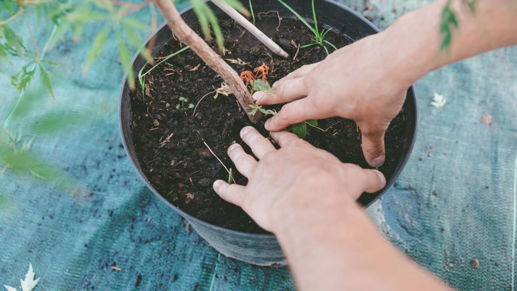 Os benefícios da jardinagem para o bem-estar emocional em casa