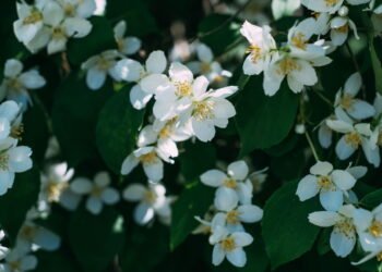 Melhores dicas para plantar jasmins e deixar seu jardim mais perfumado